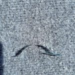 Tension Springs for window screens