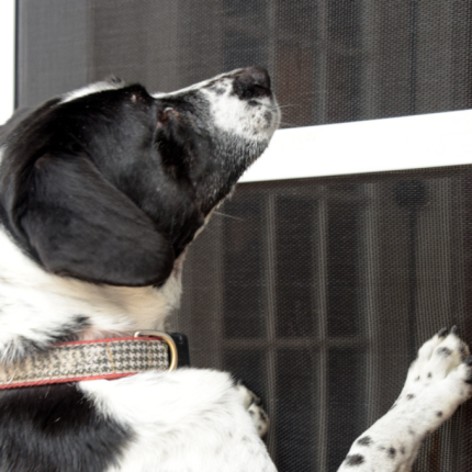 Doggy Scratching at the window screen with pet screen. It will withstand the abuse. Guaranteed.